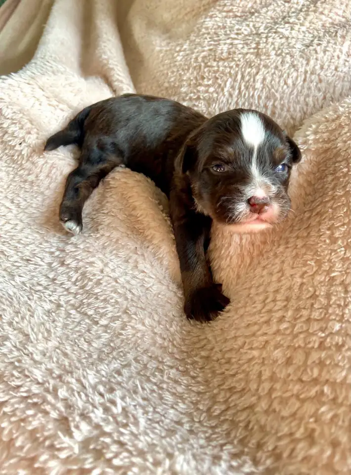 Продаются китайские хохлатые щенки!, фотография 3