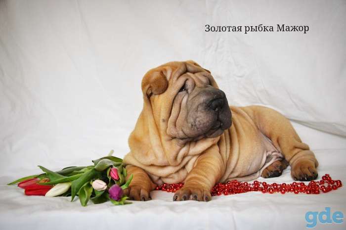 Щенки шарпея от Чемпиона Мира, фотография 3