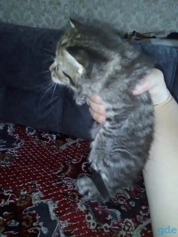 Маленькие котята ищут дом, фотография 2