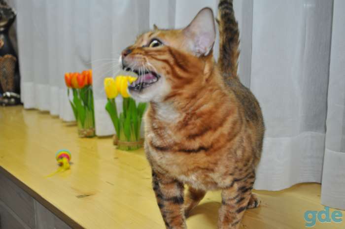 БЕнгальска кошка, фотография 3