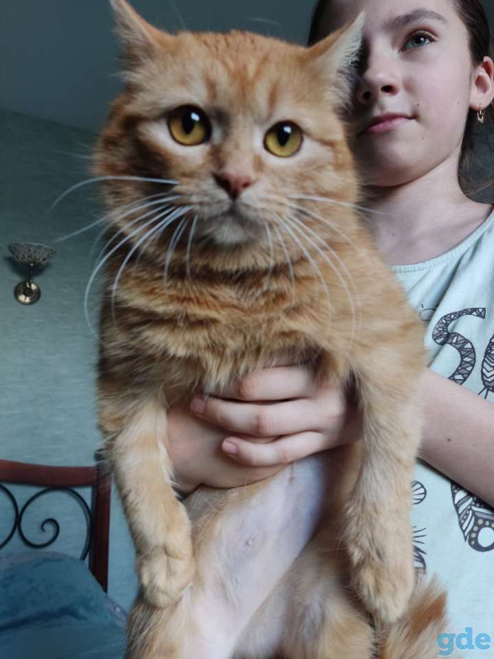 Кошка в дар, фотография 5