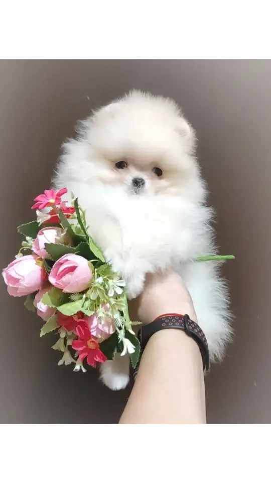 Померанский шпиц, щенки. Мини мишки, фотография 3