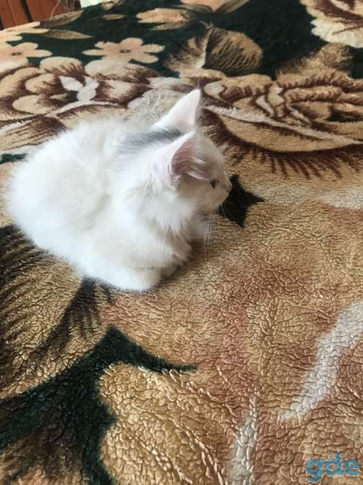 котята в дар, фотография 4