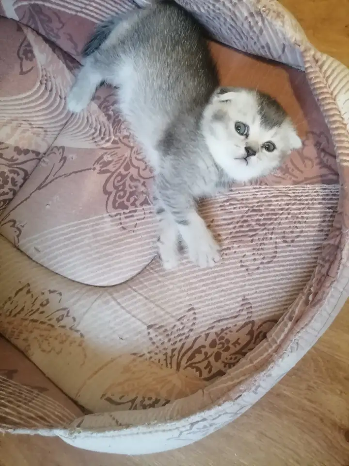 Шотландские котята, фотография 4