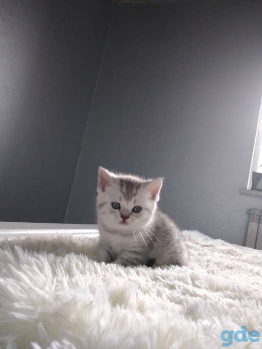 Котята, фотография 2