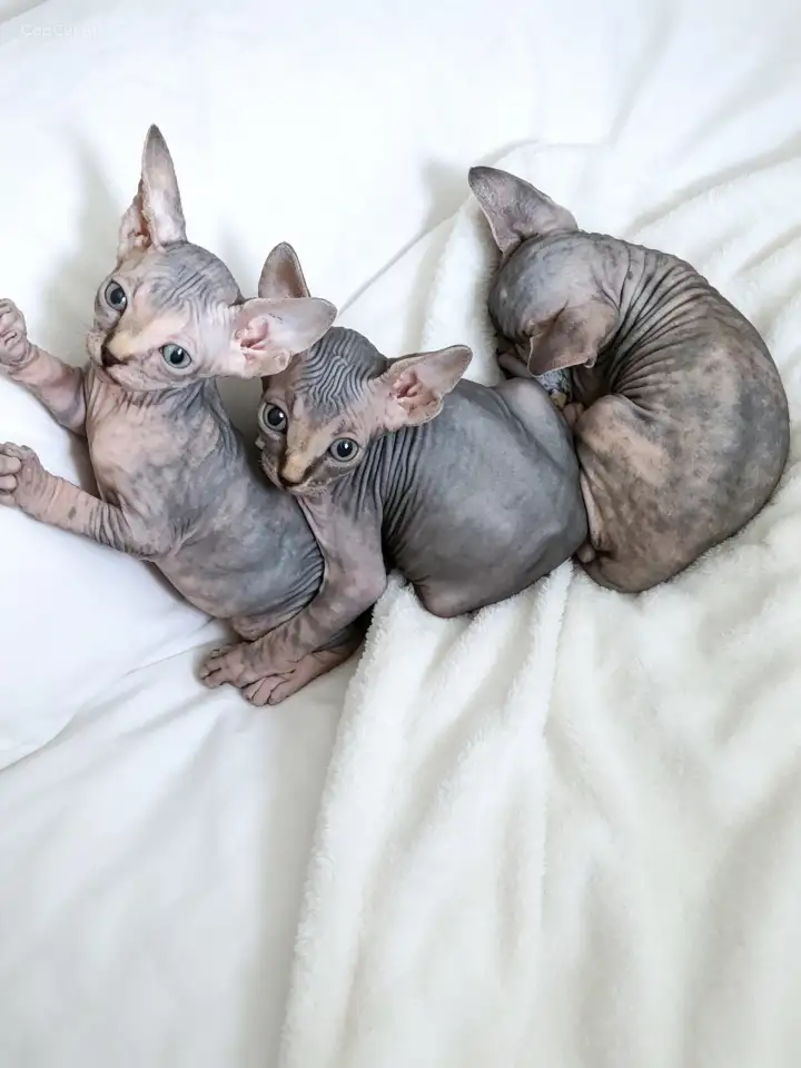 Котята канадского сфинкса, фотография 1