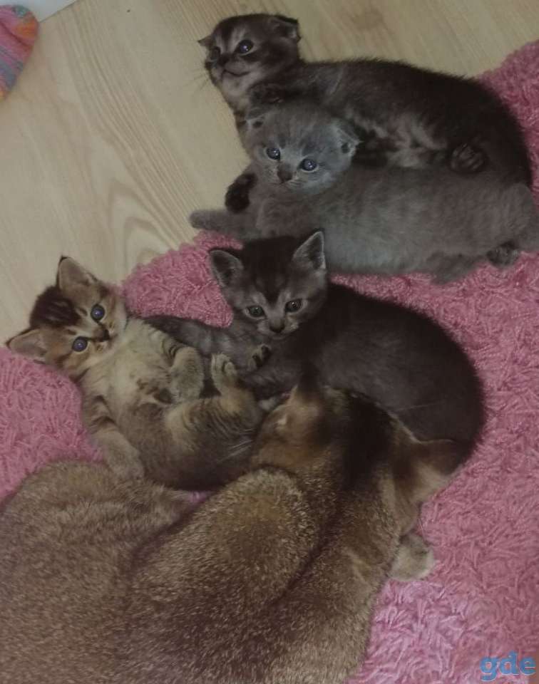 Продаются шотландские котята, фотография 1