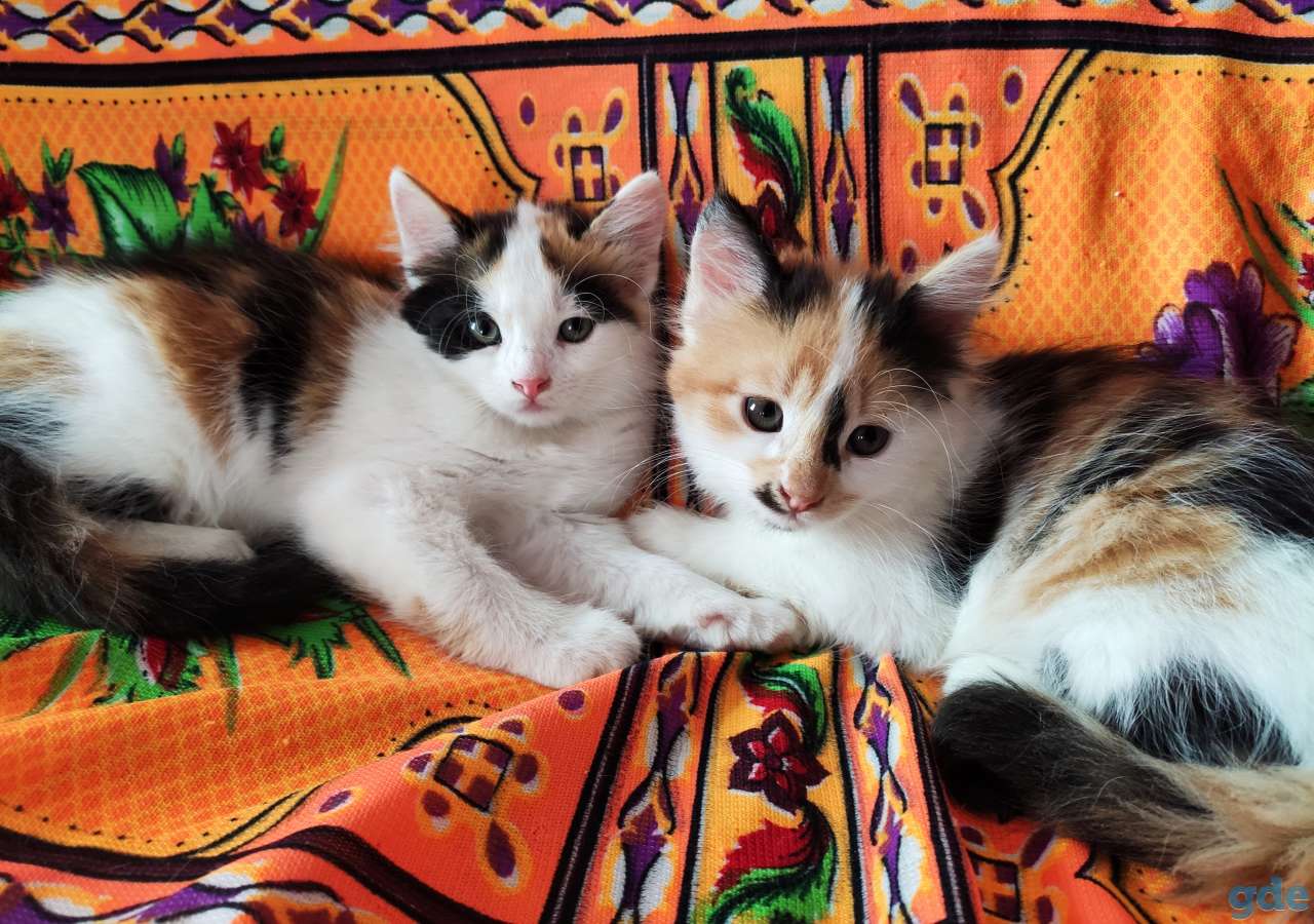 Котята, фотография 2