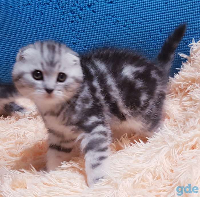 Вислоухие шотландские котята., фотография 3