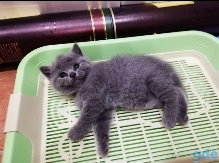 Британский котенок, фотография 4