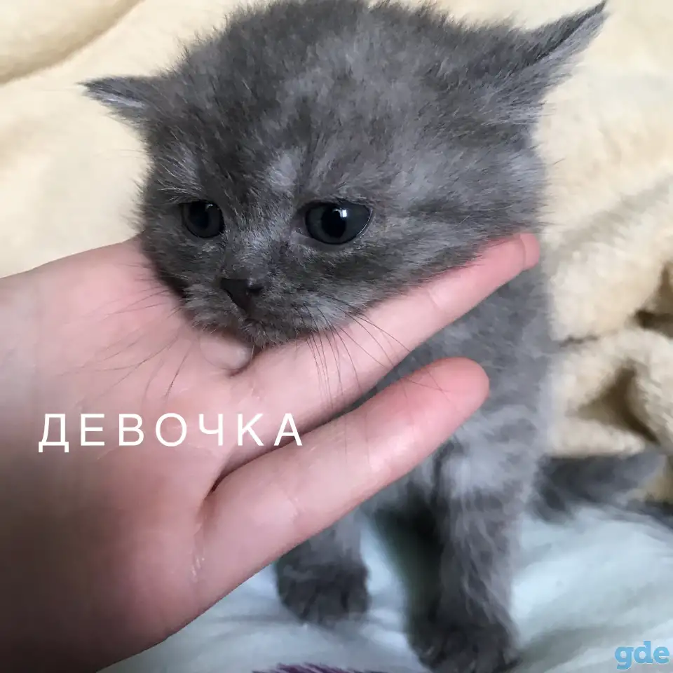 Шотландские вислоухие котята, фотография 4