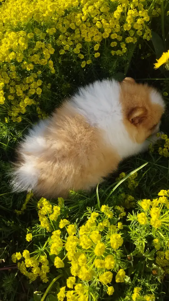 Шпиц мальчик, фотография 7