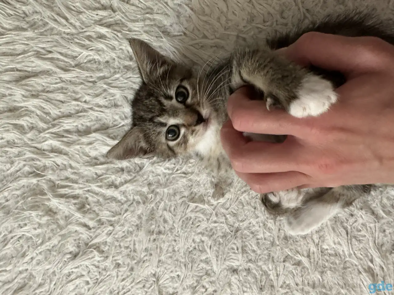 Котёнок, фотография 7