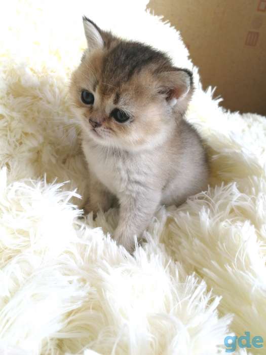 Британские котята золотой шиншиллы, фотография 1