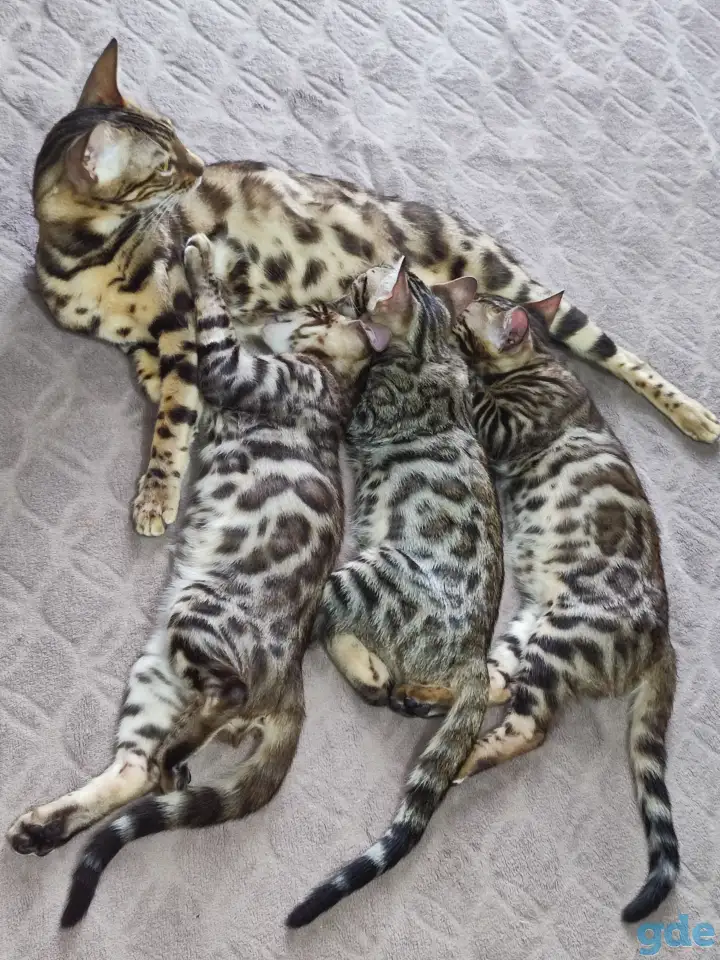Продам бенгальских котят, фотография 4
