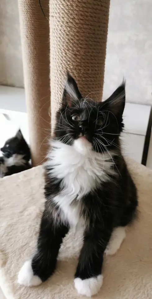 Котятa Мейн Куны из серцифицированного питомника, фотография 2