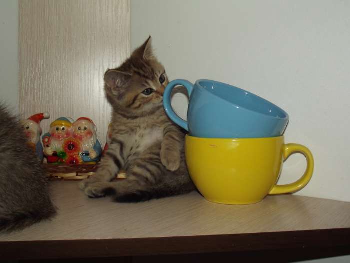 британские котята, фотография 4