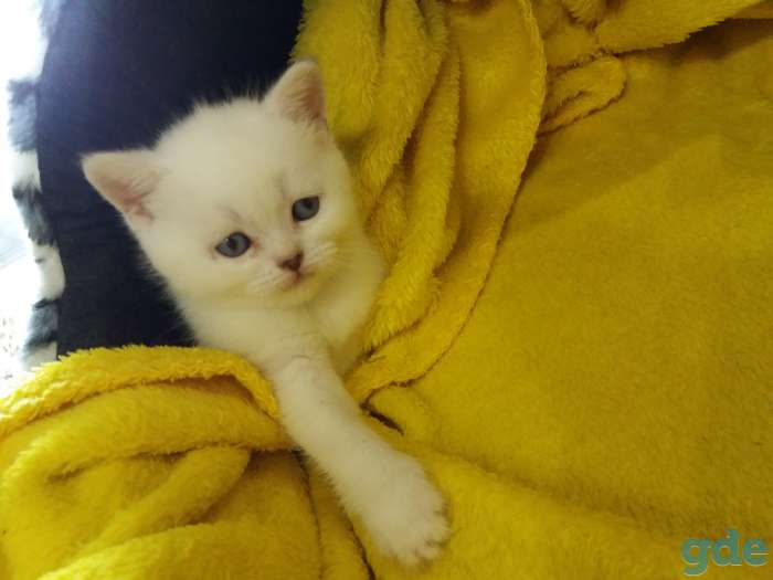 Шотландские кошечки, фотография 1