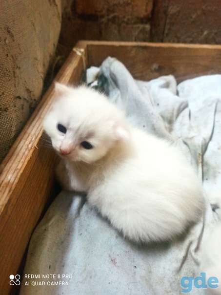 Котята ищут дом или передержку, фотография 1