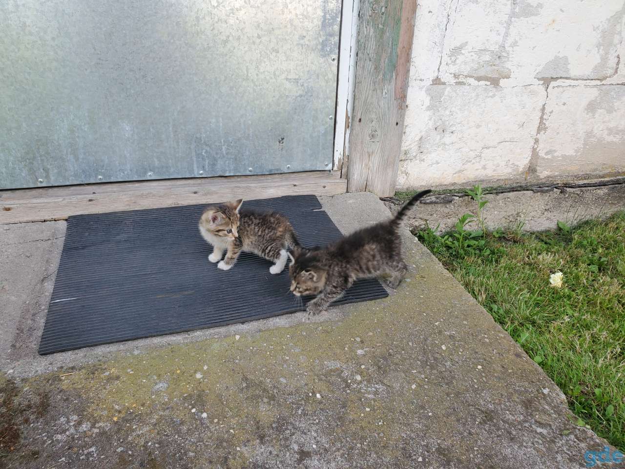 Котята бесплатно, фотография 5