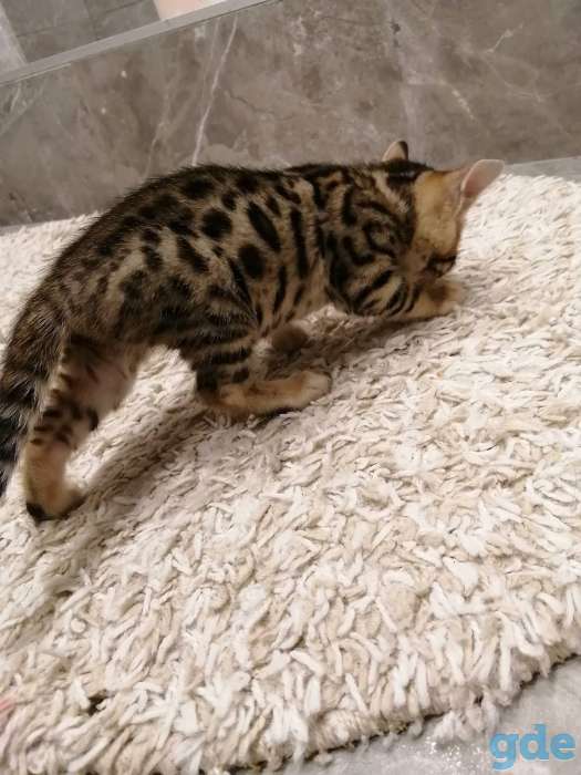 Бенгальский котенок, фотография 1