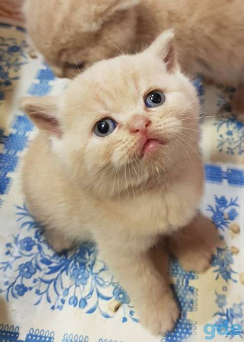Шотландские котята, фотография 6