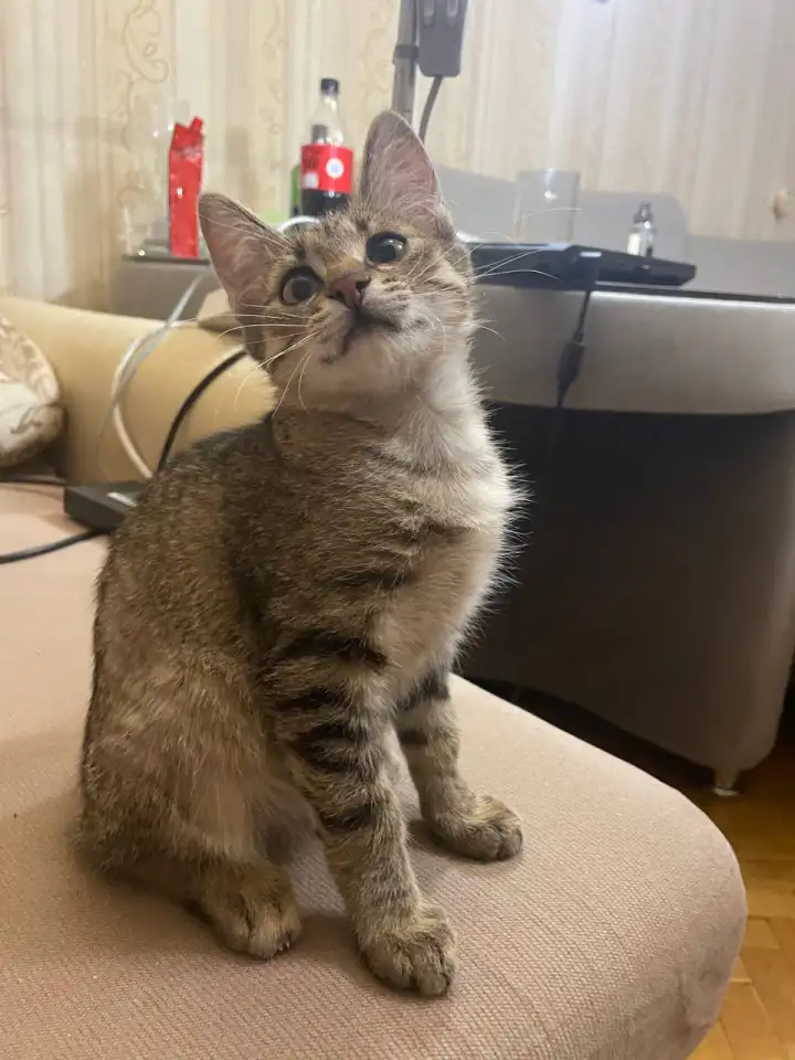 Котенок ТИШКА ищет дом, фотография 2