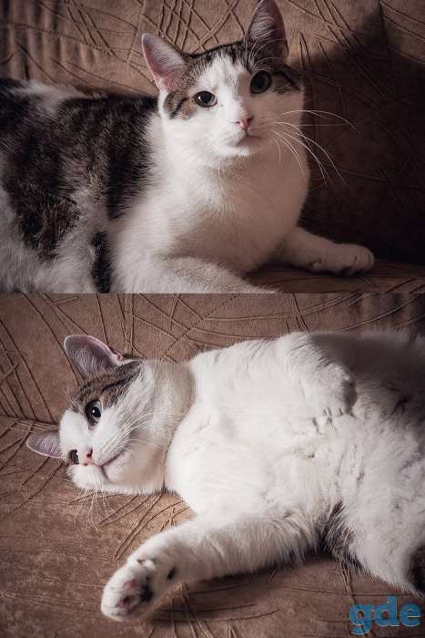 Добрый кот ищет дом, фотография 1
