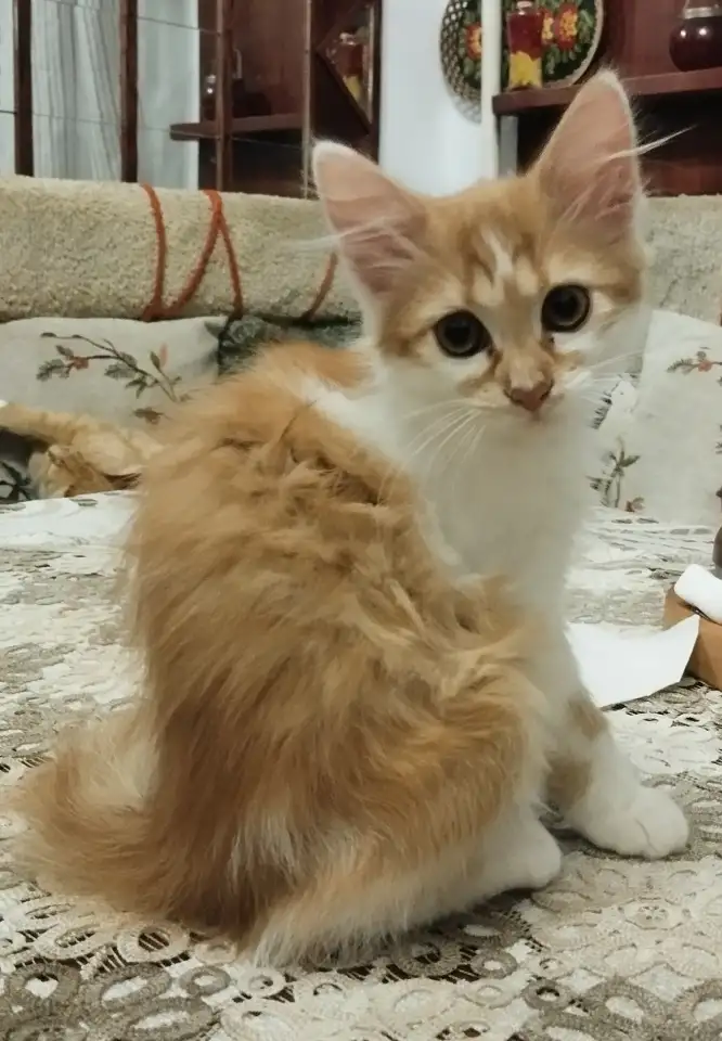 Котята в Добрые руки, фотография 1