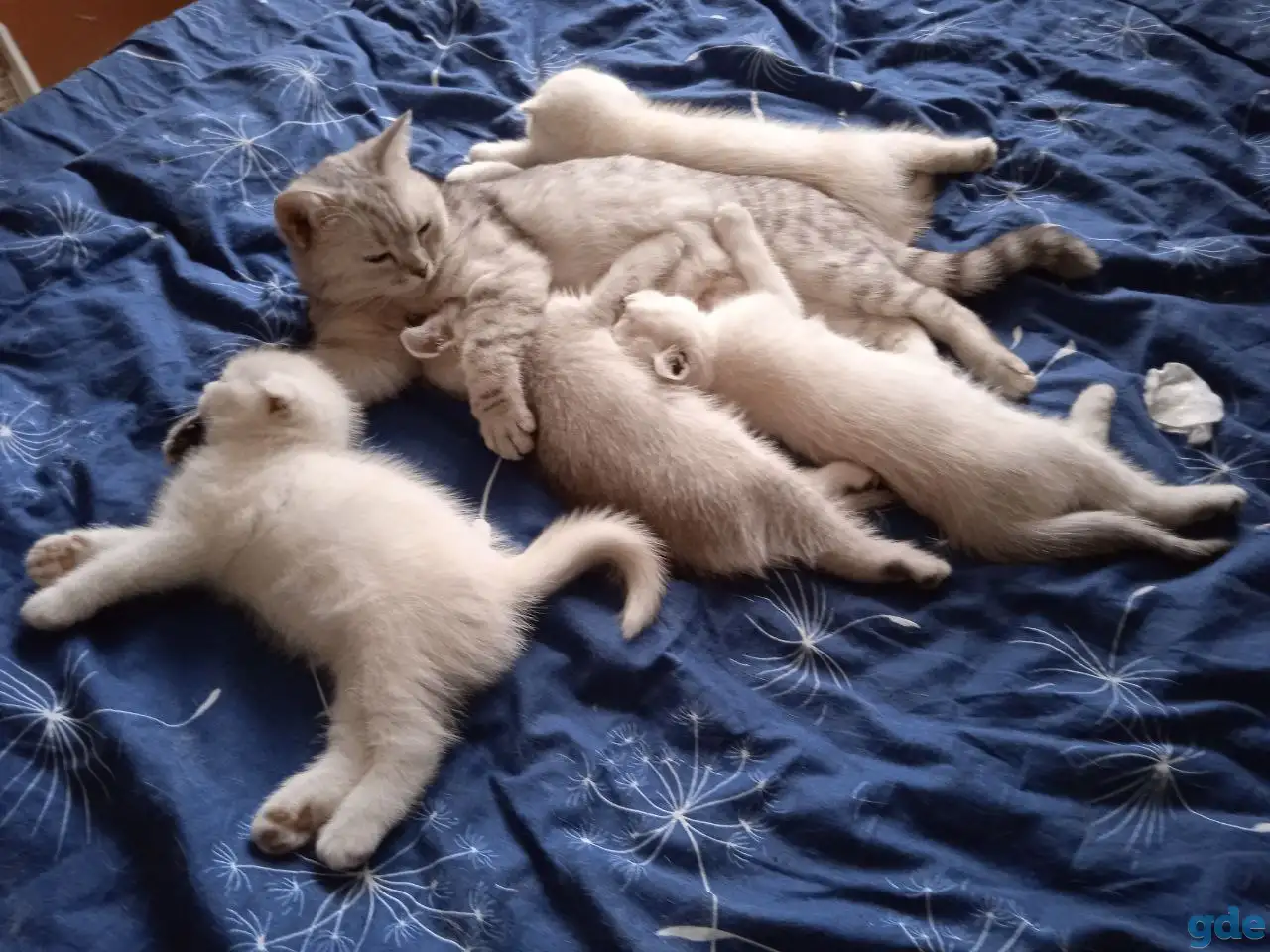 Шотландские котята, фотография 5