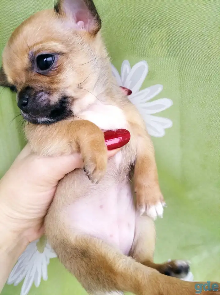 Продаются, фотография 12