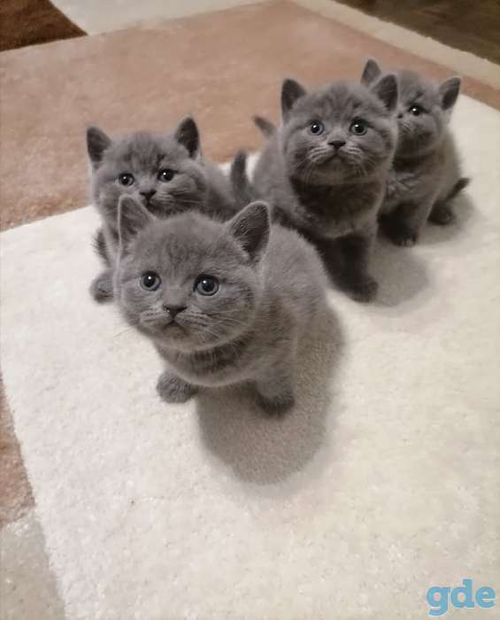 Британские котята, фотография 9
