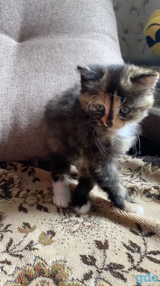 Котята в дар, фотография 7