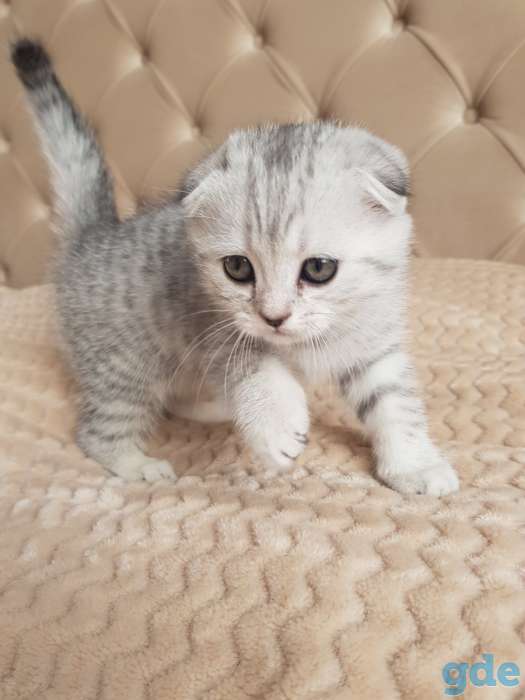 Продам шотландских - вислоухих котят, фотография 11