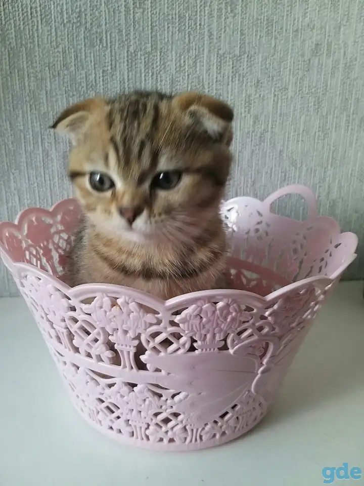 Шотландские вислоухие котята, фотография 4