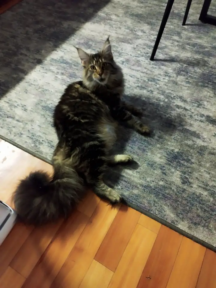 Котята, фотография 7