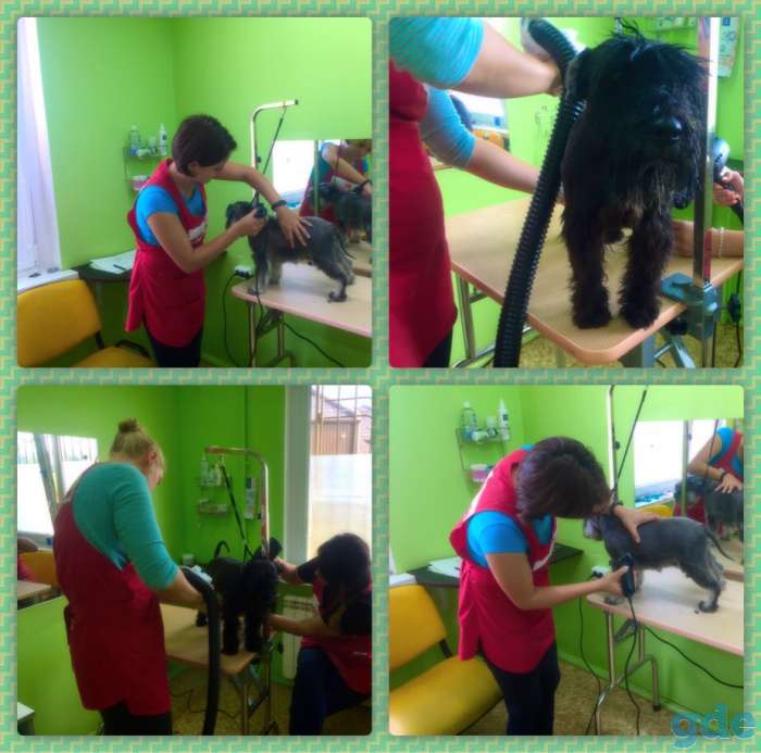 Курсы груминга в Минске, фотография 3