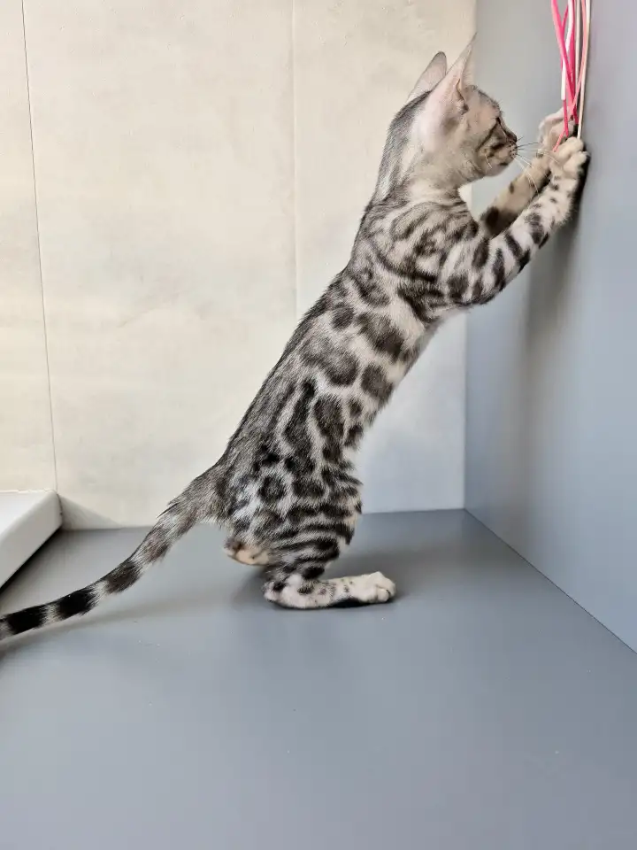 Бенгальские котята редкого окраса, фотография 2