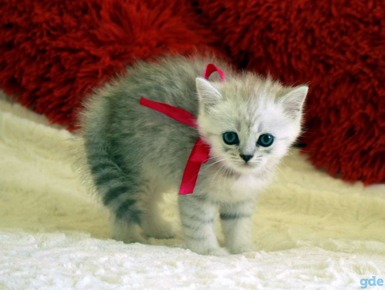 Шотландские котята, фотография 5
