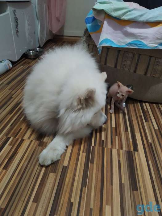 Котята канадского сфинкса, фотография 3