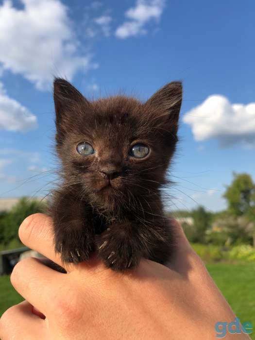 Котёнок даром, фотография 1