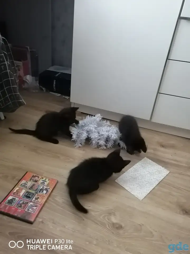 Черные котята в дар, фотография 5