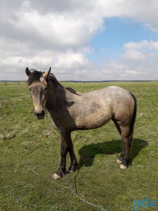 Продажа лошади, фотография 1