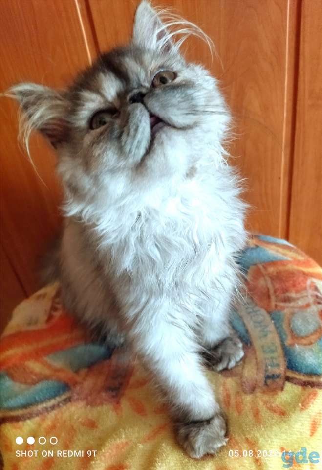 Персидские котята экстремального типа чистокровные.Персы.Котята., фотография 5