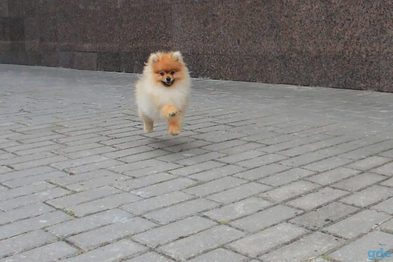 Померанский шпиц, фотография 4
