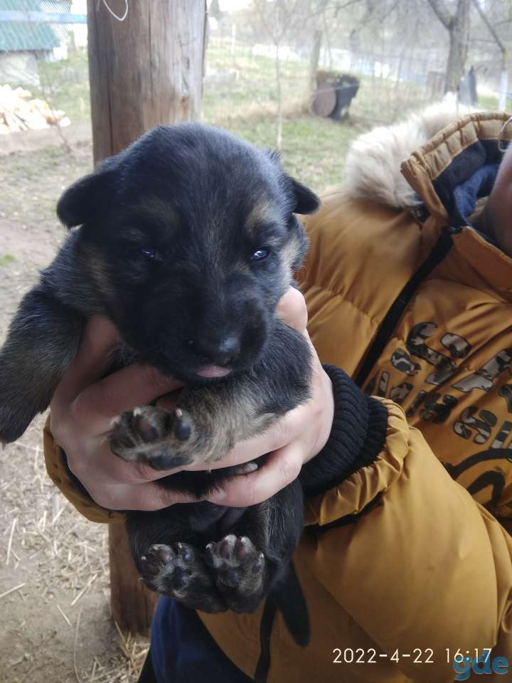 Продам щенков немецкой овчарки, фотография 2