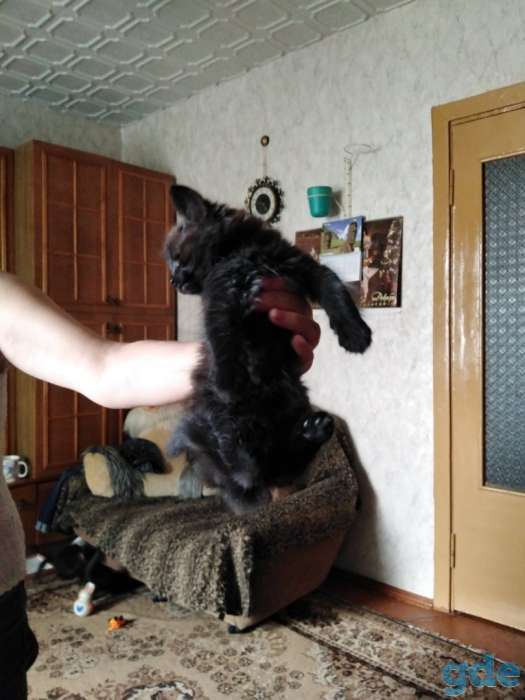 Дарю котят., фотография 2