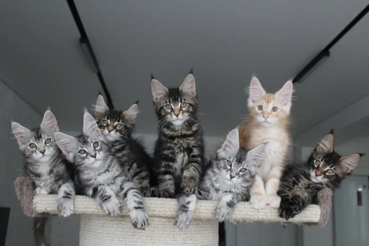 Котята мейн кун!, фотография 4