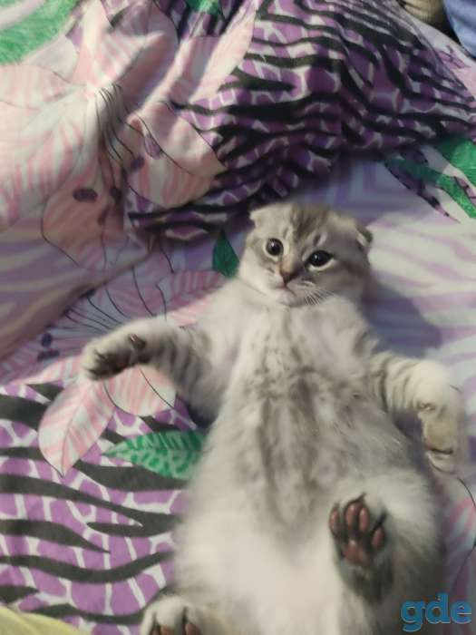 Шотландские котята, фотография 5