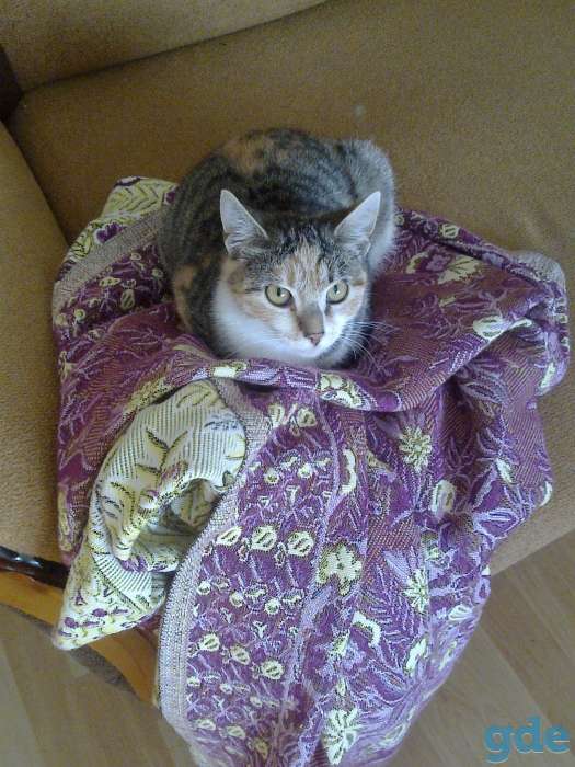 Котята в добрые руки, фотография 7